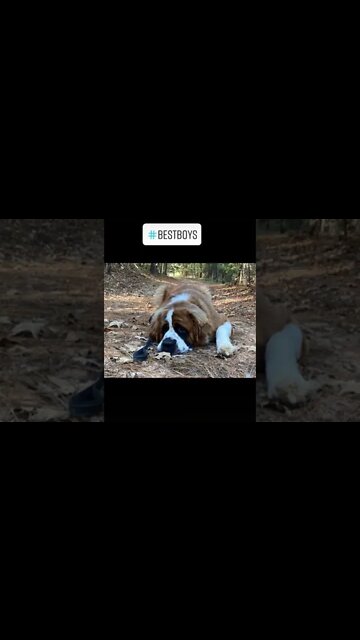 Photo Shoot #stbernard #photo #dog #dogs