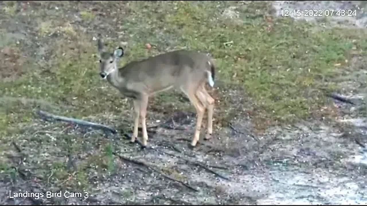 Breakfast With The Deer Family 🦌 12/15/22 07:41