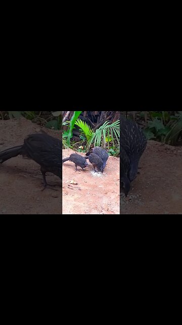 Jacu e seus filhotes na em busca de comida