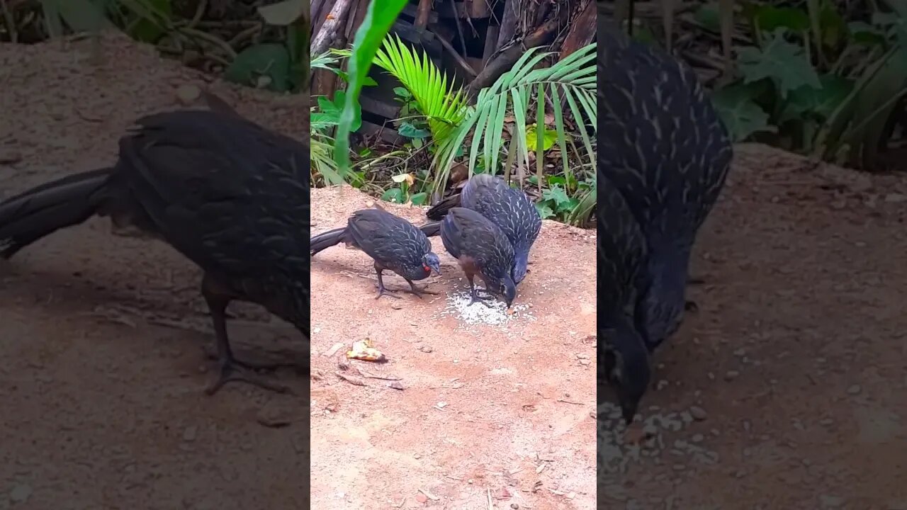 Jacu e seus filhotes na em busca de comida