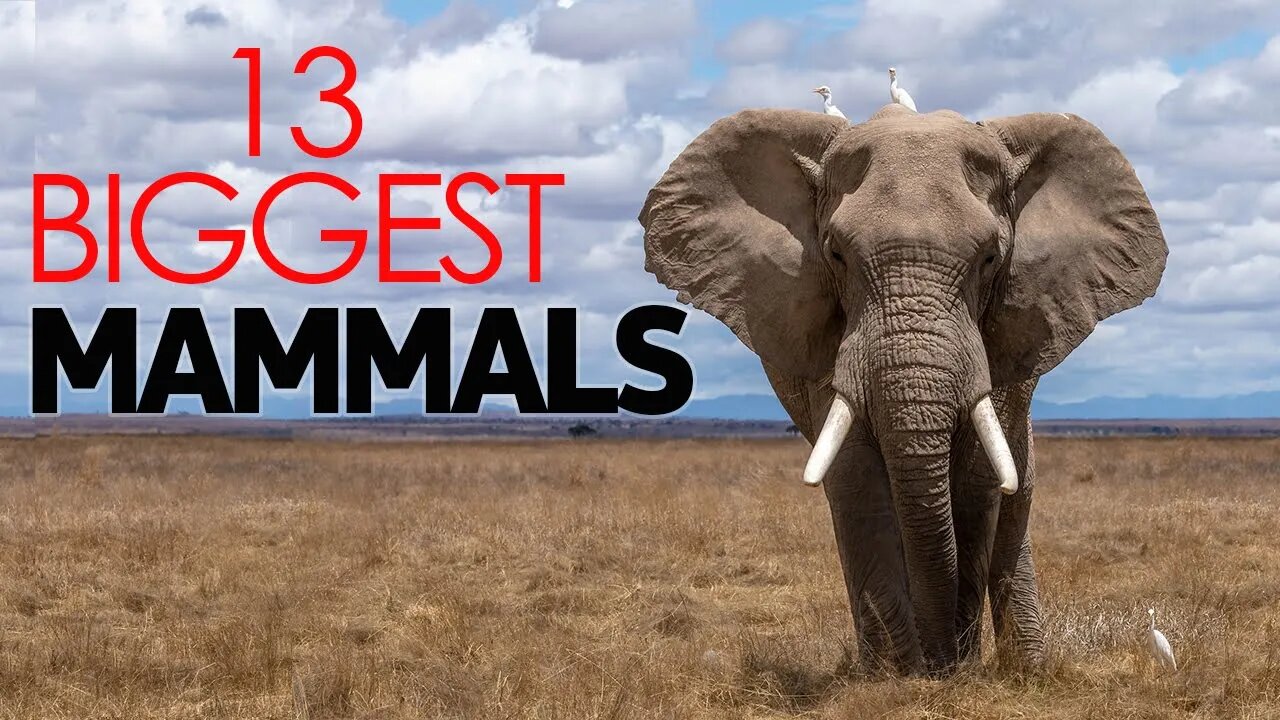 THE 13 BIGGEST MAMMALS | BIGGEST LAND MAMMALS | LARGE ANIMALS