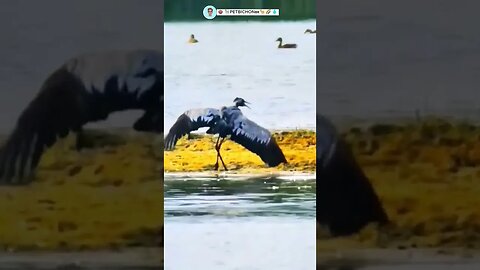 Falcão desce com tudo pra cima de garça cinzenta