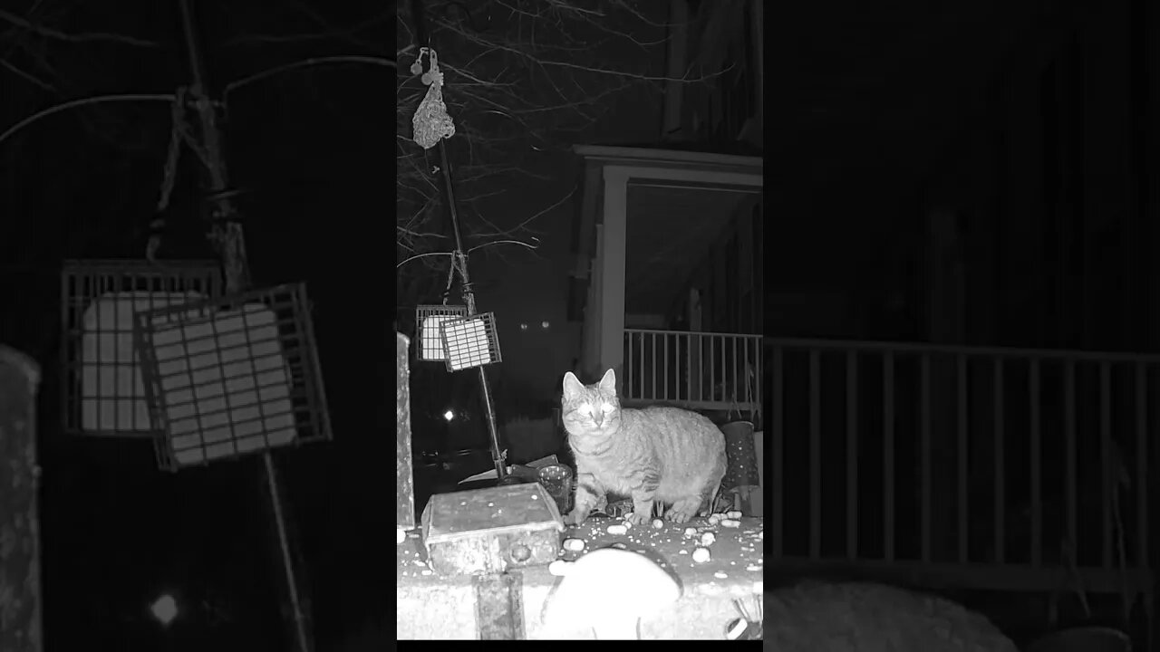 What The Heck Ghost Cat Eyes? 😬