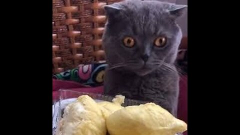 Top Funny Cat Videos of The Weekly - TRY NOT TO LAUGH 2021