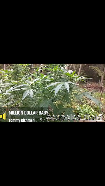 Apupolco Gold outdoor grow , Ontario Canada