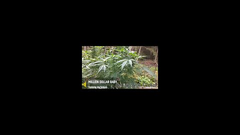 Apupolco Gold outdoor grow , Ontario Canada