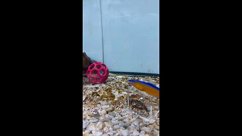 Octopus Aquarium