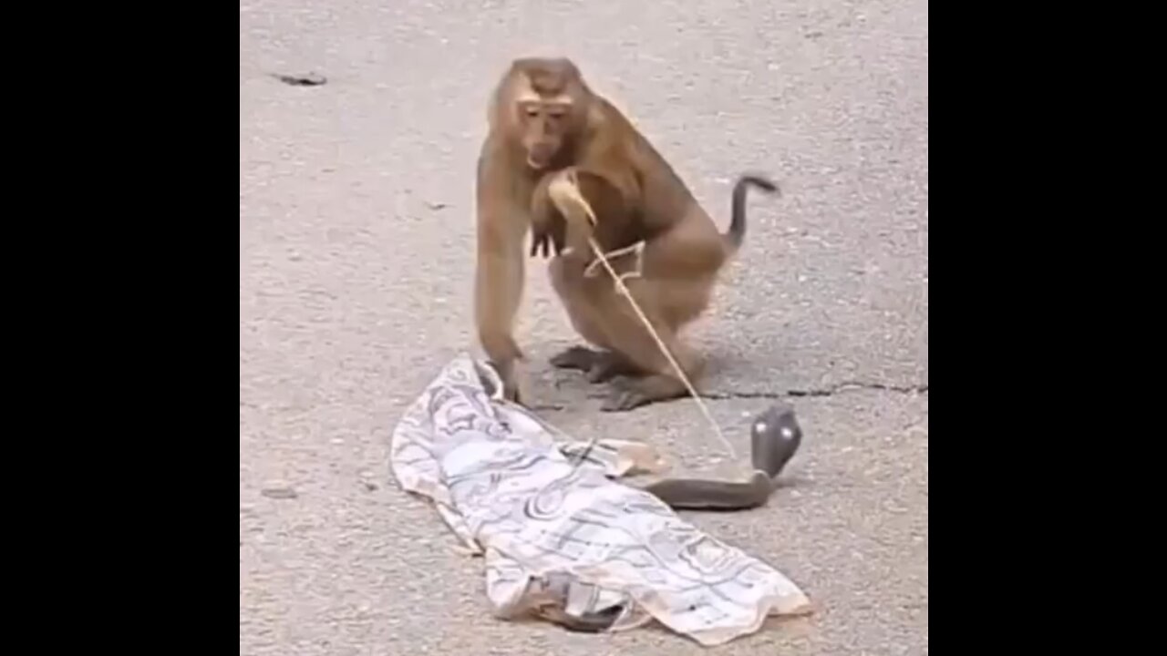 Monkey and snake prank