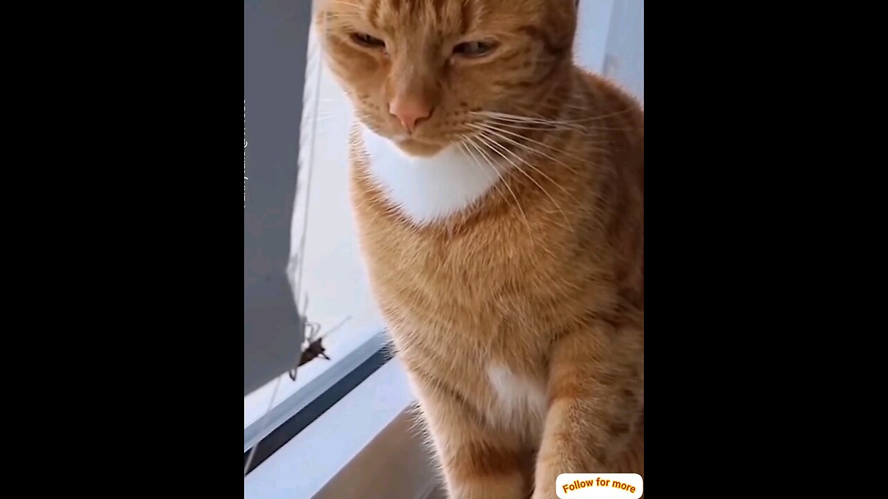 Watch how a cat plays with an insect🤣 interesting video