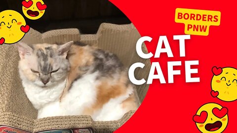 JAPAN 2022 EP 4|CAT CAFE + YUMMIE FOOD