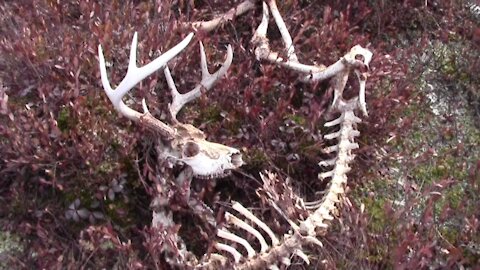 North woods bogs and bones.