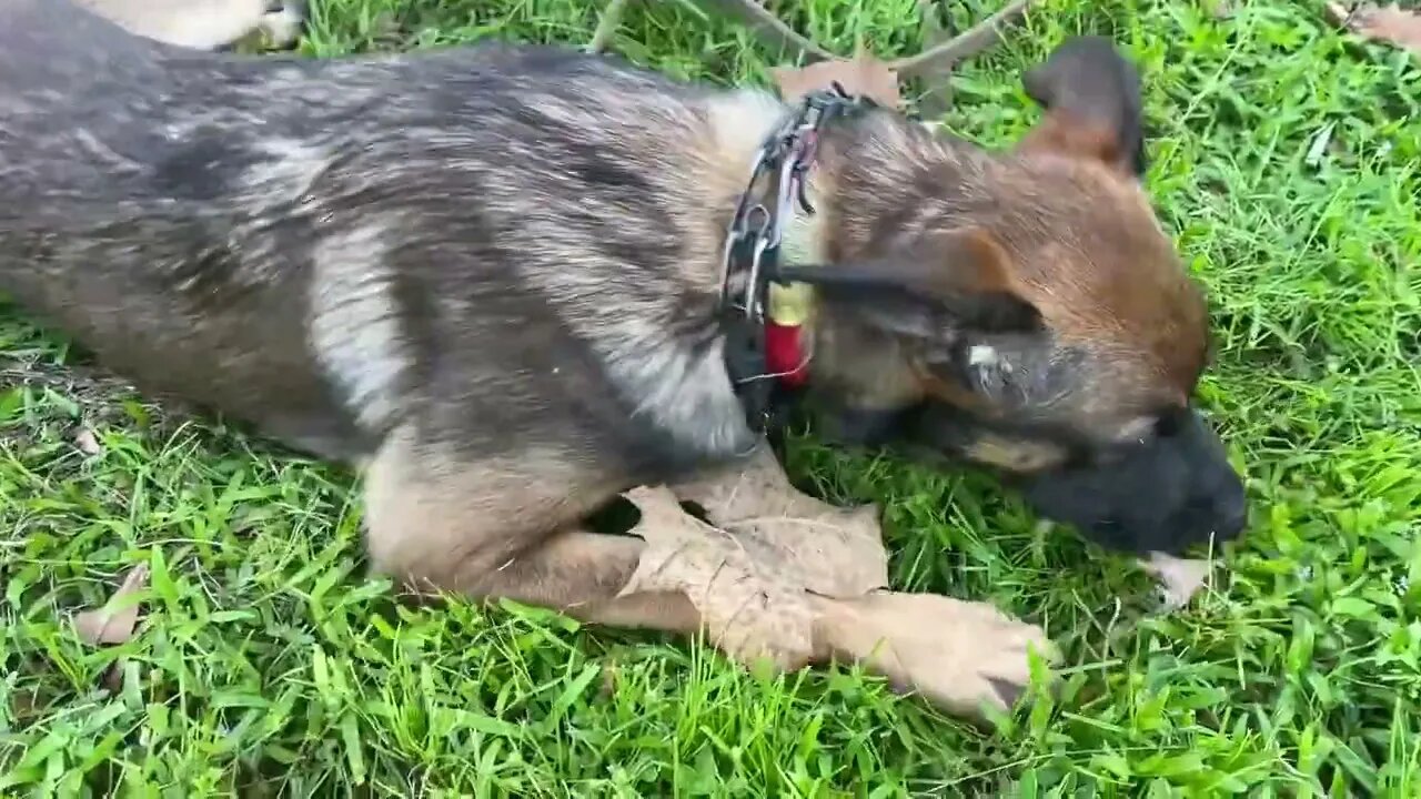 Teaching a dog to retrieve an item-part 2