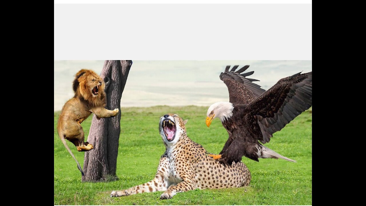 Eagle Provoked Baby Leopard Mother Leopard Fail To Save Her Baby.