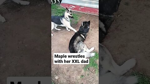 Cutest Doggo Wrestling Match #shorts #dogs #cute #cutedog #doggo #dogmeme