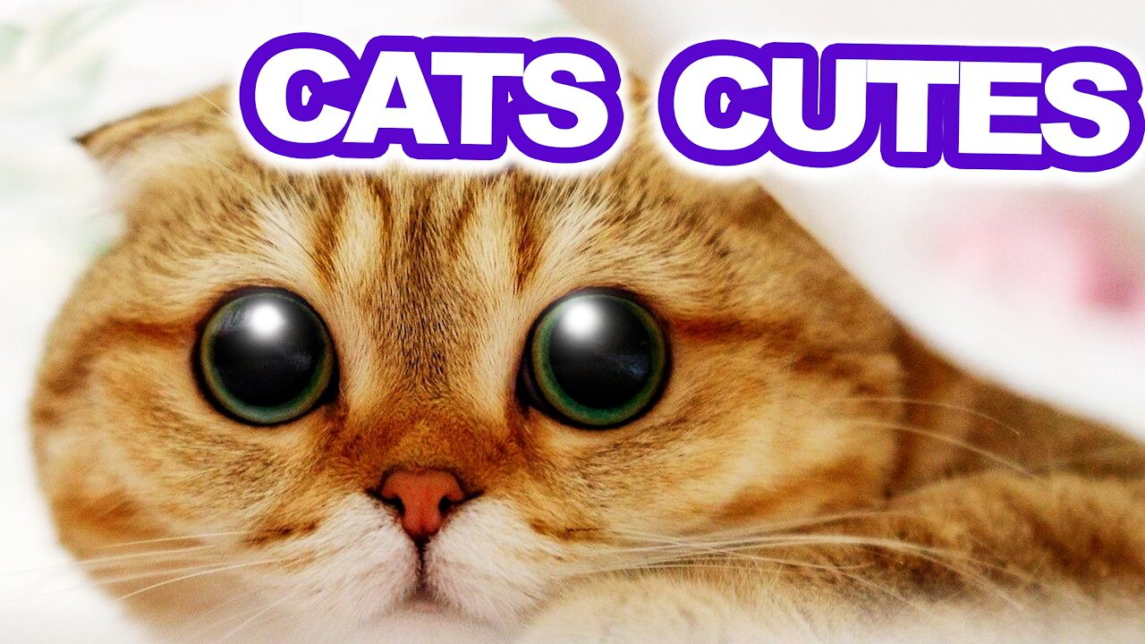 Cute Kittens [Compilation 2021 BEST]