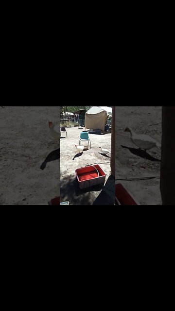 Ezra waiting for his water and having a pat today