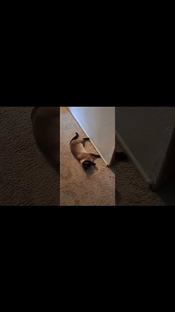 parkour kitty 1 #viral #kittycat #disabledyoutuber #cat #shortvideo