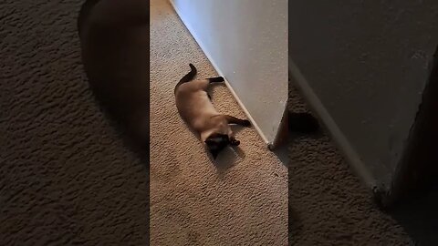 parkour kitty 1 #viral #kittycat #disabledyoutuber #cat #shortvideo