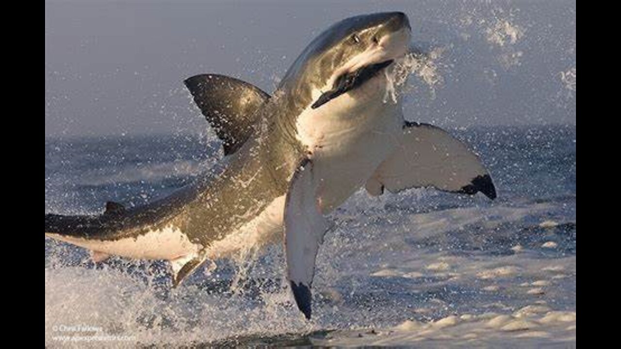 Best Shark Attacks Killer Whales attack and Kill White Shark