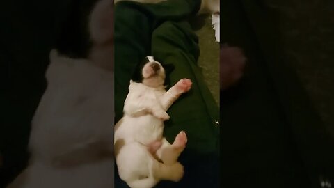 Lap Pup