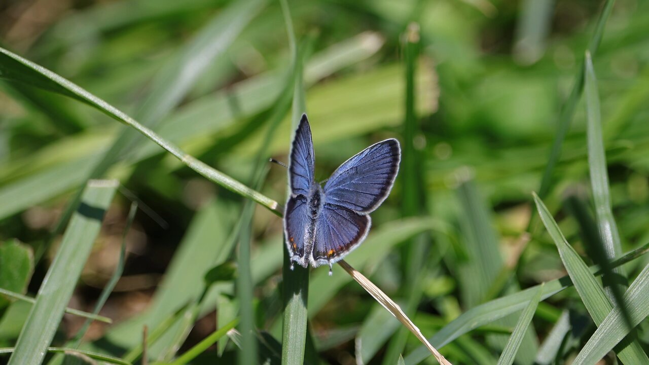 Small Blue Butterfly