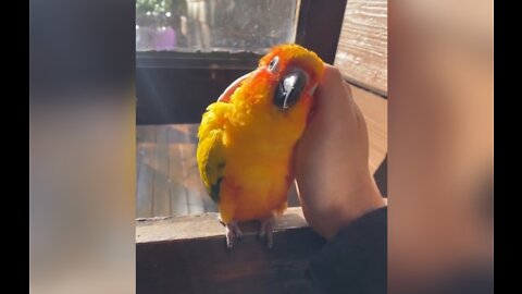 Awww 😍 So Cute Parrot Moment ❤️