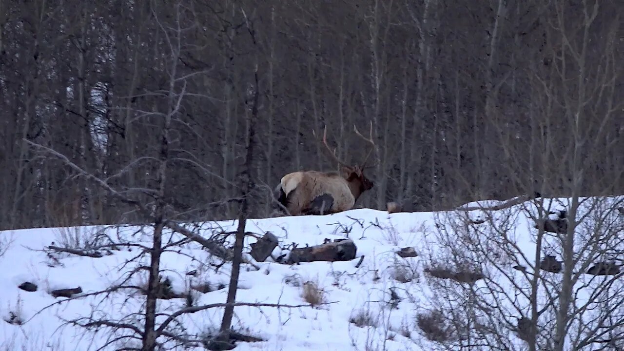 Last Bull Elk seen in 2022. . .Happy New Year! Winter Range!