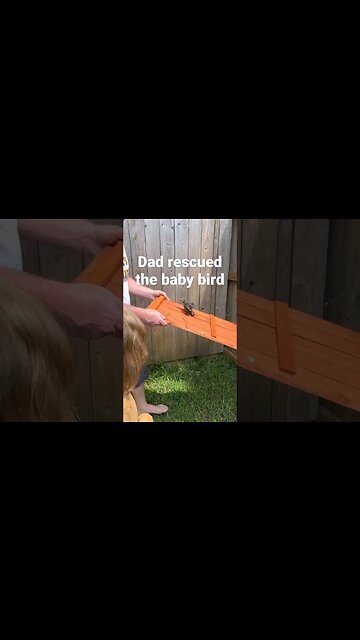 Dad rescued the baby bird 🐧😭 #babybirdvideo #babybirds #birdrescue #babybirdrescue #babybirdvideo
