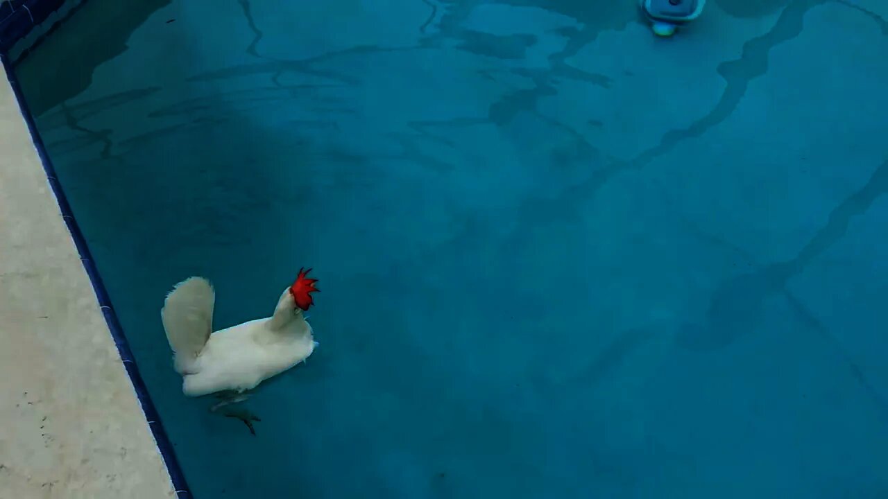 Can Chickens Swim?