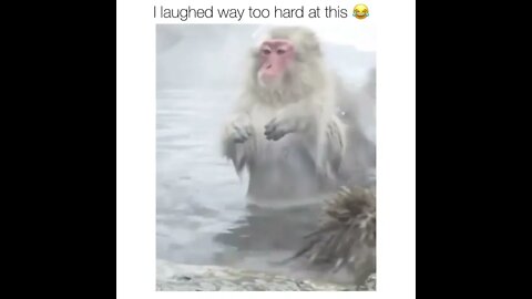 😂 Credits to @thehilarious.ted on Instagram. #shorts #shortsvideo #monkey