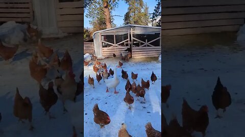 #chickens #farmanimals #homesteading