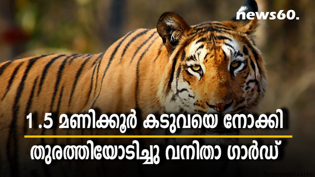 1 .5 മണിക്കൂർ കടുവയെ നോക്കി തുരത്തിയോടിച്ചു വനിതാ ഗാർഡ്