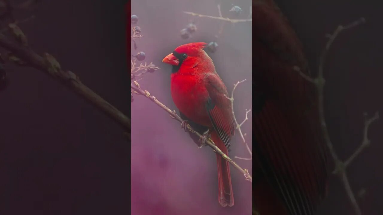 1 Minute Meditation I EMBRACE A HAPPY LIFE #shorts #youtubeshorts #1minutemeditation #birdsounds