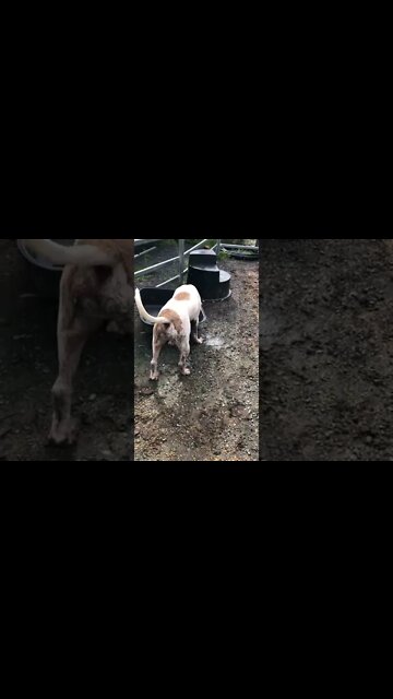 Pit bull loves helping me around the farm: he drinks salty water!