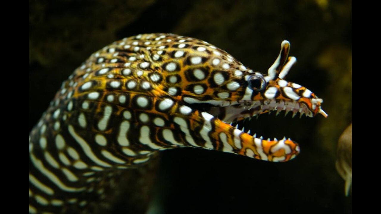 You definitely haven't seen a dragon moray yet