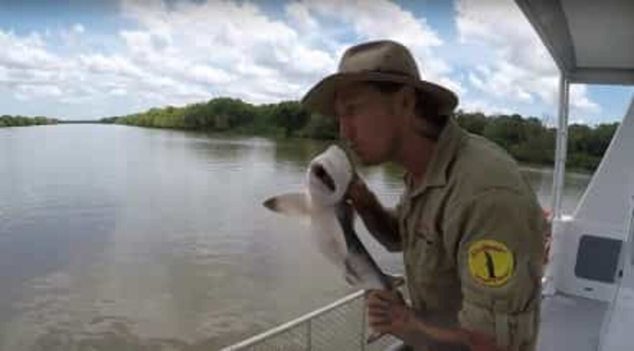 川に放流する前にサメにキスをする男性