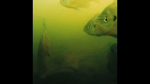 in the Tennessee River