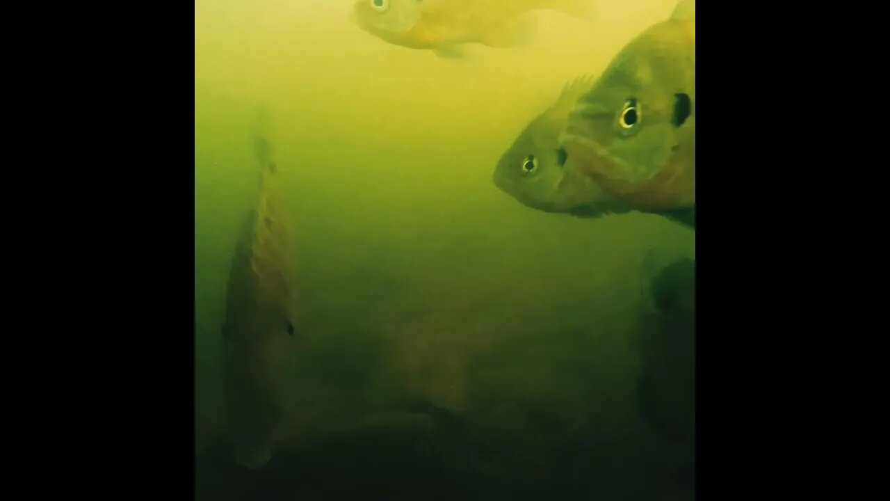 in the Tennessee River