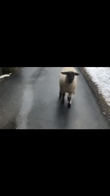 Sheep hilariously hops down the driveway