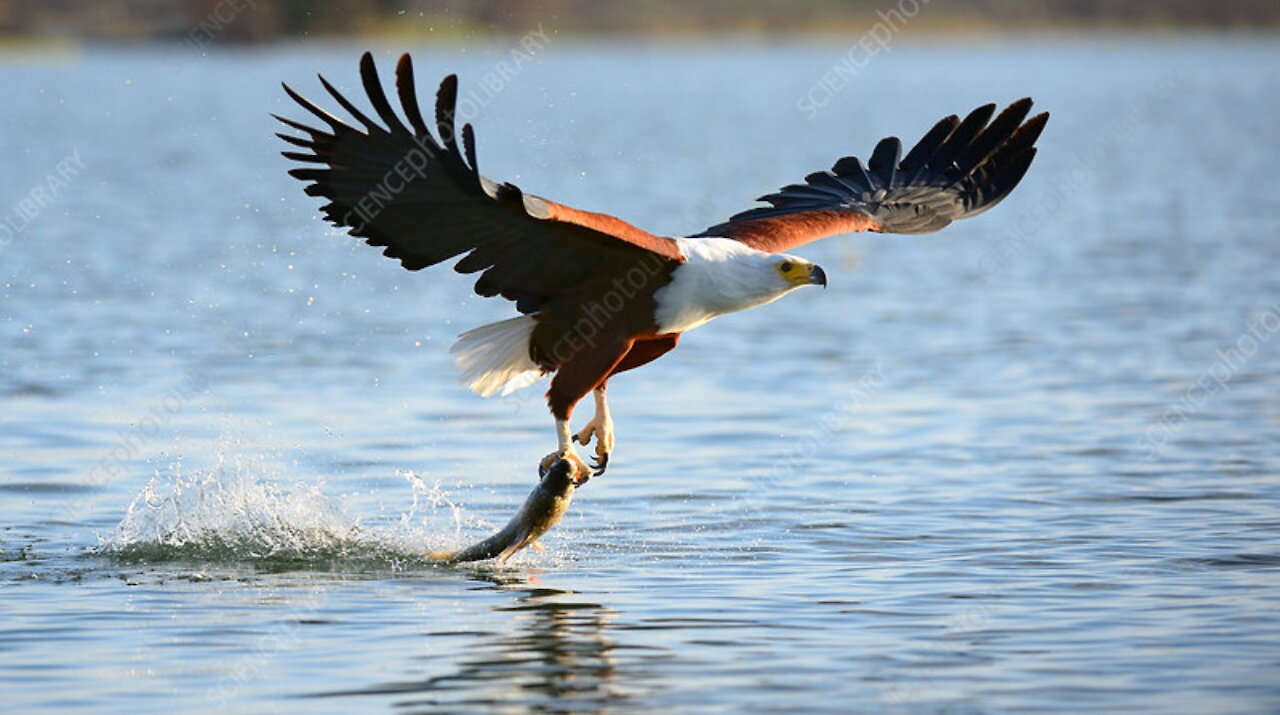 Egle beautiful moment pulled from under the water،eagle with fish, African fish eagle,