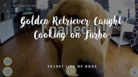 Golden Retriever Dogs Cooking Food for Pawrents: On Furbo Dog Camera