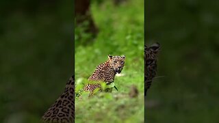 Leopards can both roar like lions and purr like domestic cats.
