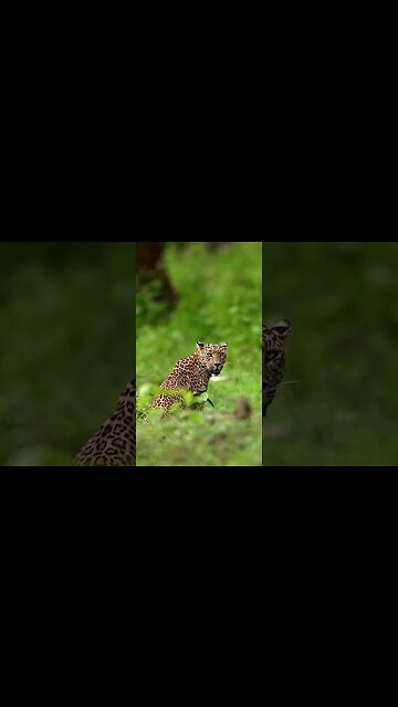 Leopards can both roar like lions and purr like domestic cats.