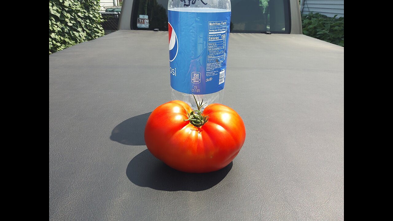 Massive Plants With Giant Tomatoes 7/11/24