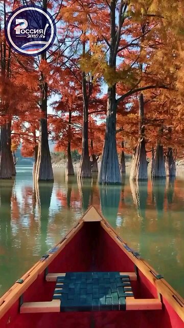 💛 Amazing colors of autumn in the kingdom of swamp cypresses