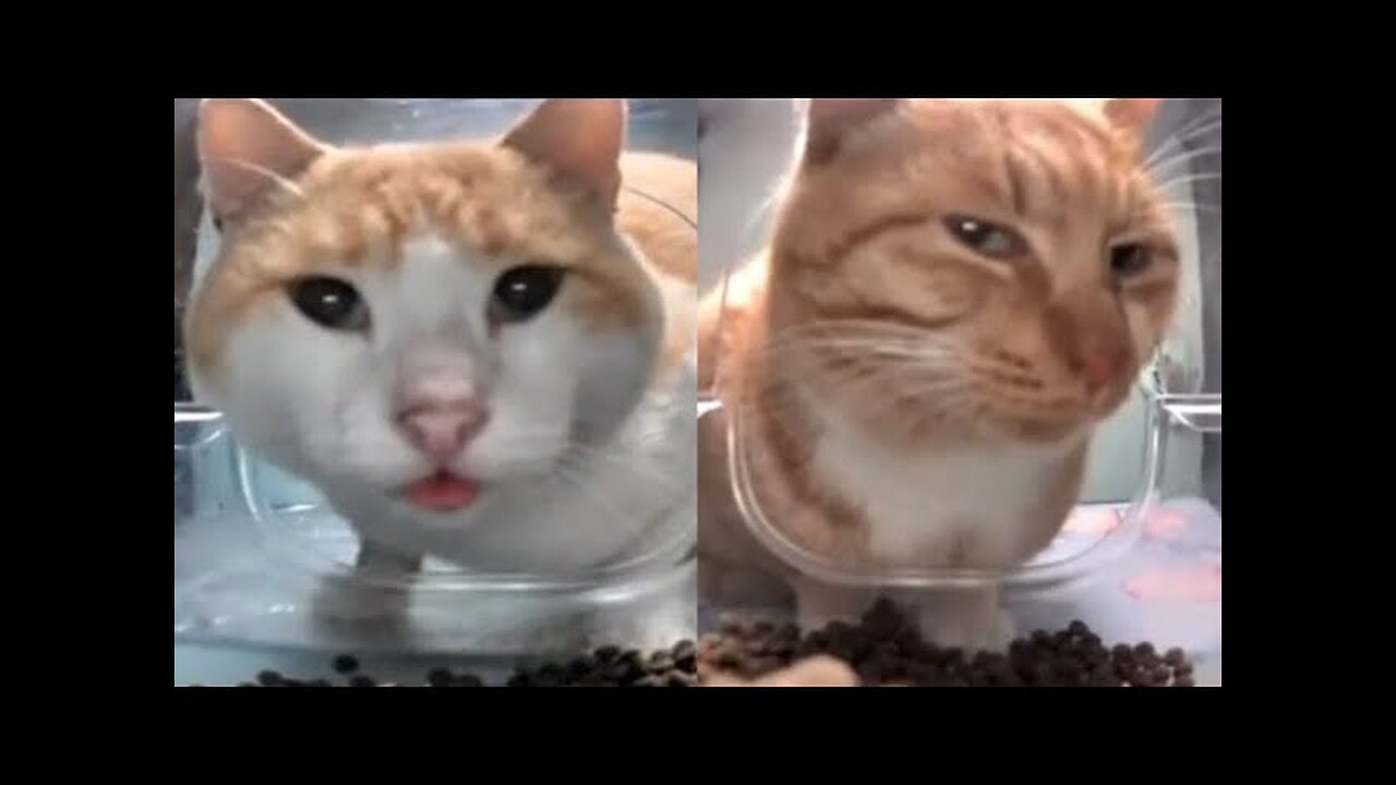 This is called video 🙀🙀 Catenger