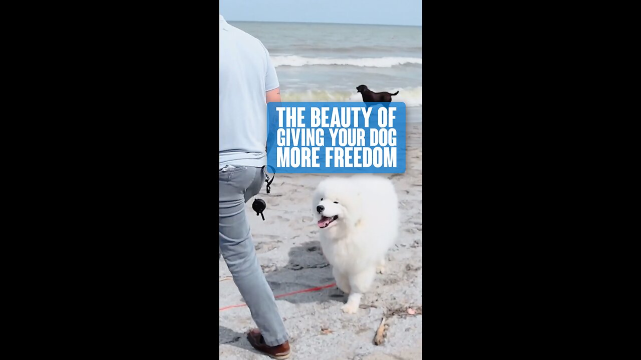 The Beauty Of Giving Your Dog More Freedom