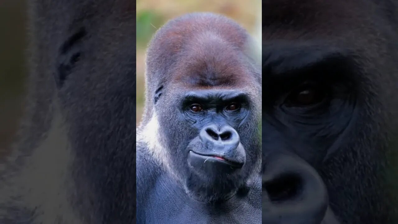 Big Silverback Gorilla Eating Food