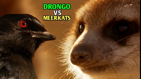 Drongo vs Meerkats | Drongo Bird Tricks Meerkats |
