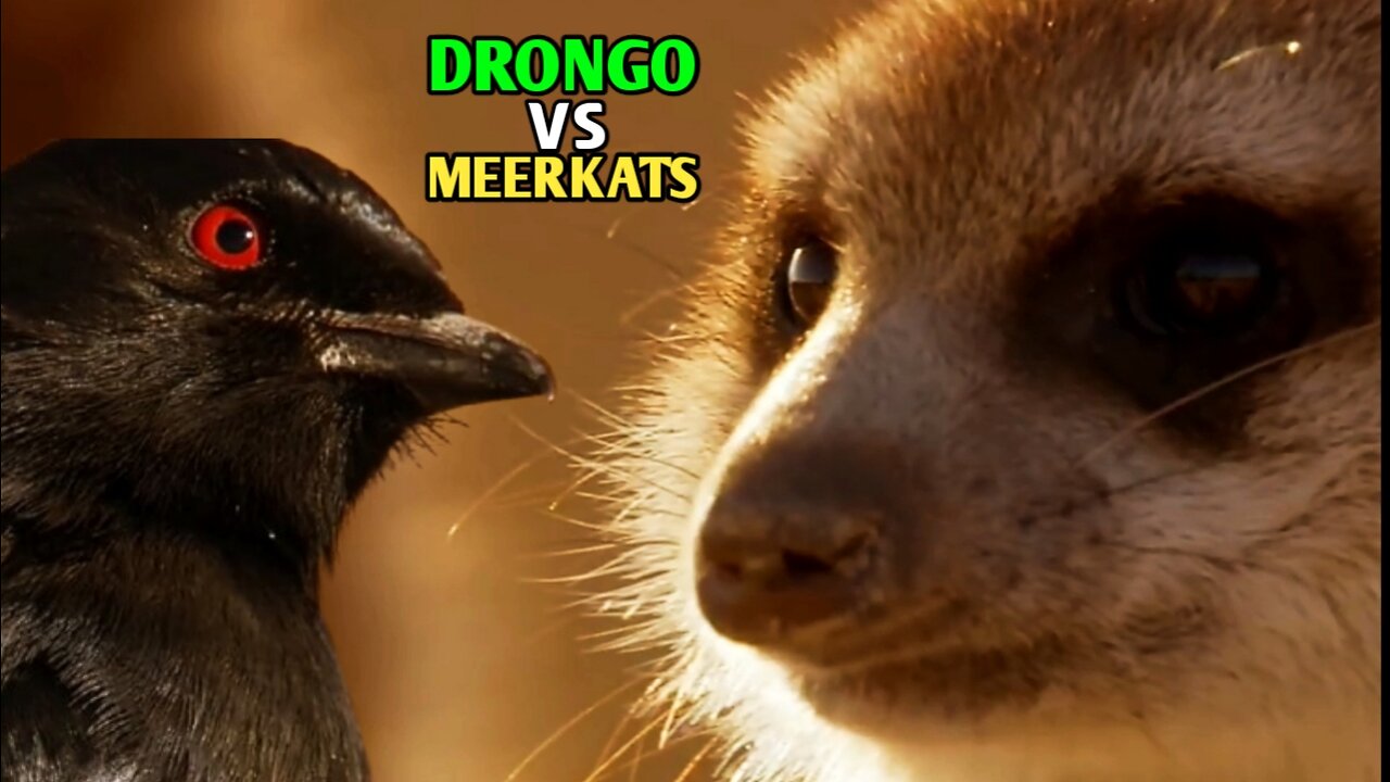 Drongo vs Meerkats | Drongo Bird Tricks Meerkats |